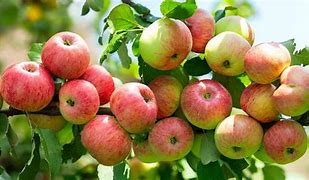Image result for Dwarf Apple Tree Sprout