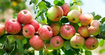 Image result for semi dwarf lodi apples trees