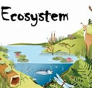Image result for Ecosystem Pic