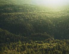 Image result for Far Forest Weather