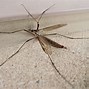 Image result for World's Largest Mosquito