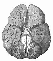 Image result for Brain Skeleton