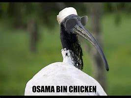 Image result for Bin Chicken Meme
