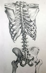 Image result for Skeleton Back Drawing