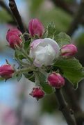 Image result for Red Apple Tree Blossom