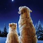 Image result for Merry Christmas Eve Funny Cats