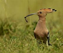 Image result for Foeniculum (overige soorten : zie hoofdstuk)