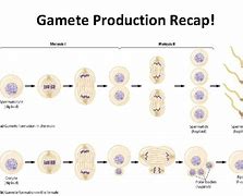 Image result for Animals Gametes Image