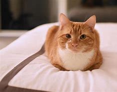 Image result for Loafing Kitty