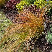 Image result for Carex testacea Prairie Fire