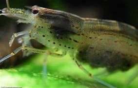 Image result for Shrimp Eat Algae