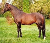 Image result for Hungarian Horse Breeds