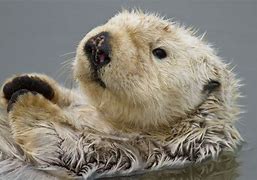 Image result for Sea Otter Pockets