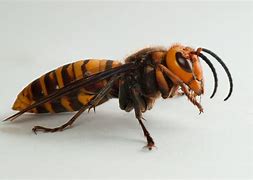 Image result for Giant Cricket Hornet