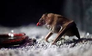 Image result for Vampire Bat Drinking Blood