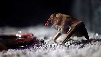 Image result for Vampire Bat On Cow