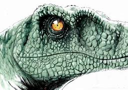 Image result for Raptor Dinosaur Drawing