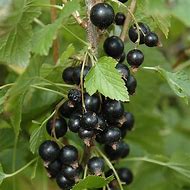 Image result for Ribes nigrum Ben Connan (r)