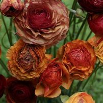 Image result for Ranunculus asiaticus Aviv oranje