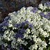 Image result for NEMESIA WHITE