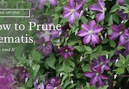 Image result for Winter Pruning Clematis