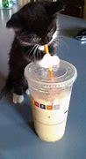 Image result for Cute Funny Kitten Memes