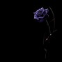 Image result for Licar Purple Beautiful