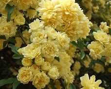 Image result for Fragrant Yellow Rose Bushes