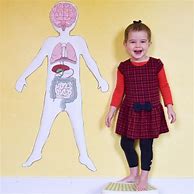Image result for Life-Size Human Body Project