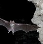 Image result for Bat Hanging From Blood Draw Sign
