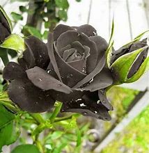 Image result for Real Black Roses