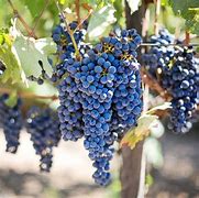 Image result for Noble Grape Varieties