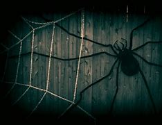 Image result for Kids Halloween Spider Pictures