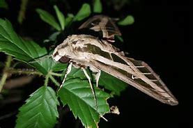 Image result for Night Insects