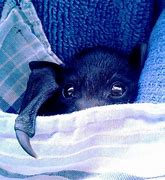 Image result for Baby Vampire Bat