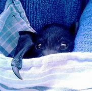 Image result for Stringed Bats