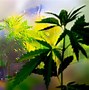 Image result for Bad Side Effects of Cannabis