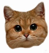 Image result for The Face You Make Cat Meme