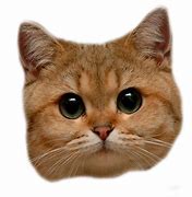 Image result for Happy Cat Meme Face