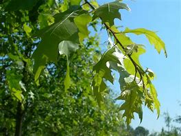 Image result for Quercus coccinea Splendens