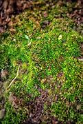 Image result for Moss Plant Drawing