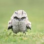 Image result for Weirdest Birds