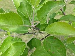 Image result for Apple Tree Leaves Look Like