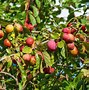 Image result for Pruning Plum Trees