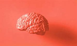 Image result for Brain Autopsy