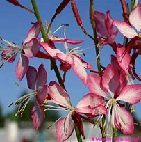 Image result for Gaura lindheimeri Summer Emotions (r)