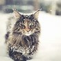 Image result for Cute Cat Breeds Rare