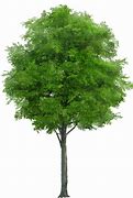 Image result for Tree Transparent Background