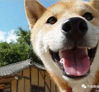 Image result for Doge Death