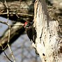 Image result for Dendropicos Picidae